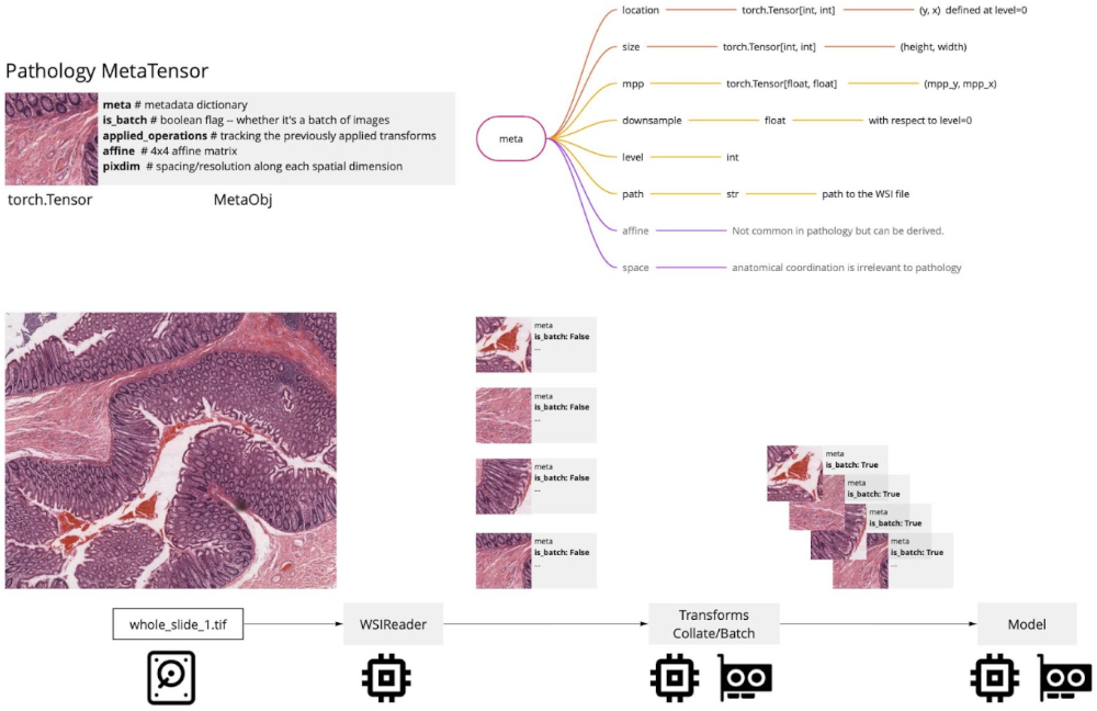 pathology
